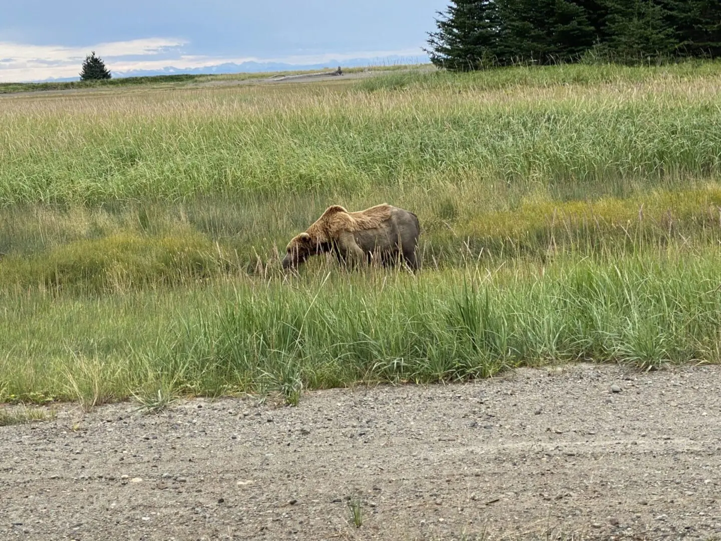 A moose grazing in the grass near a road.