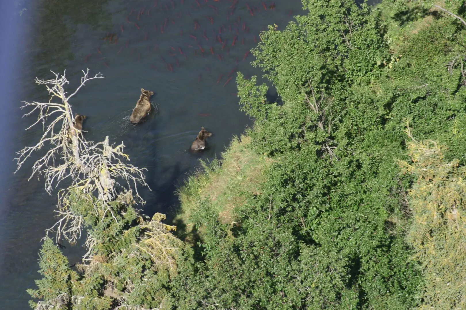 A group of bears swimming in a river.