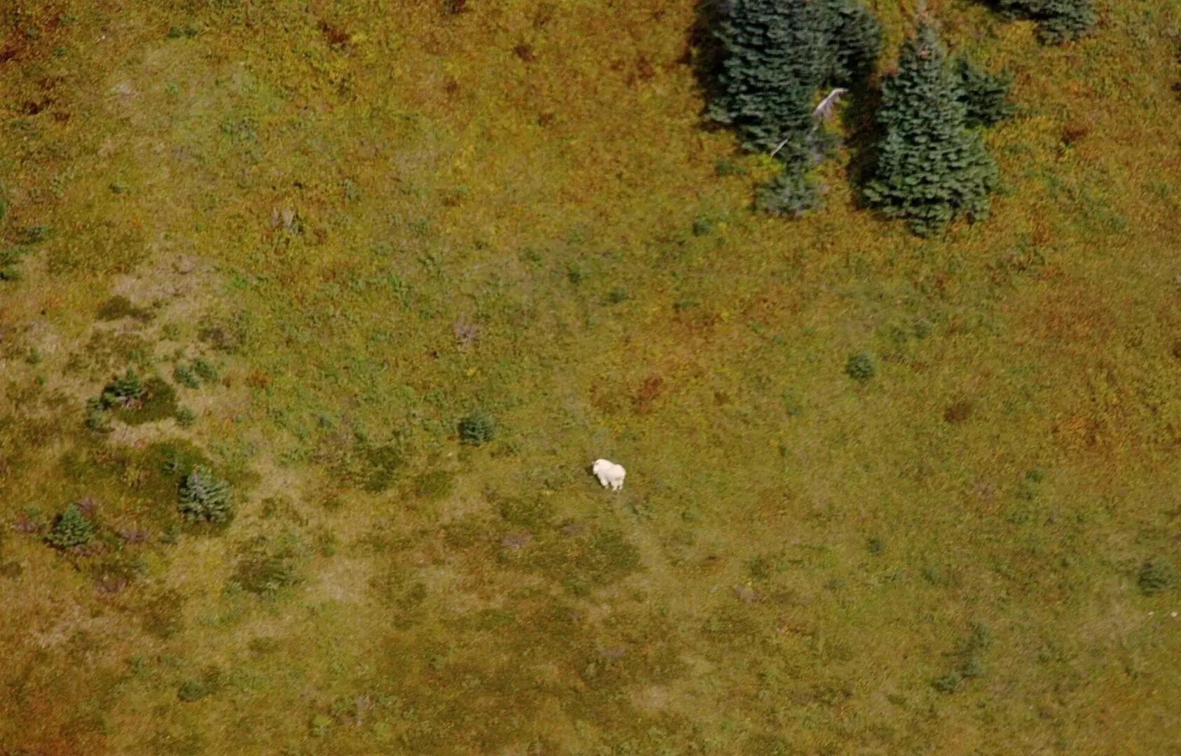 An aerial view of a polar bear in a grassy field.