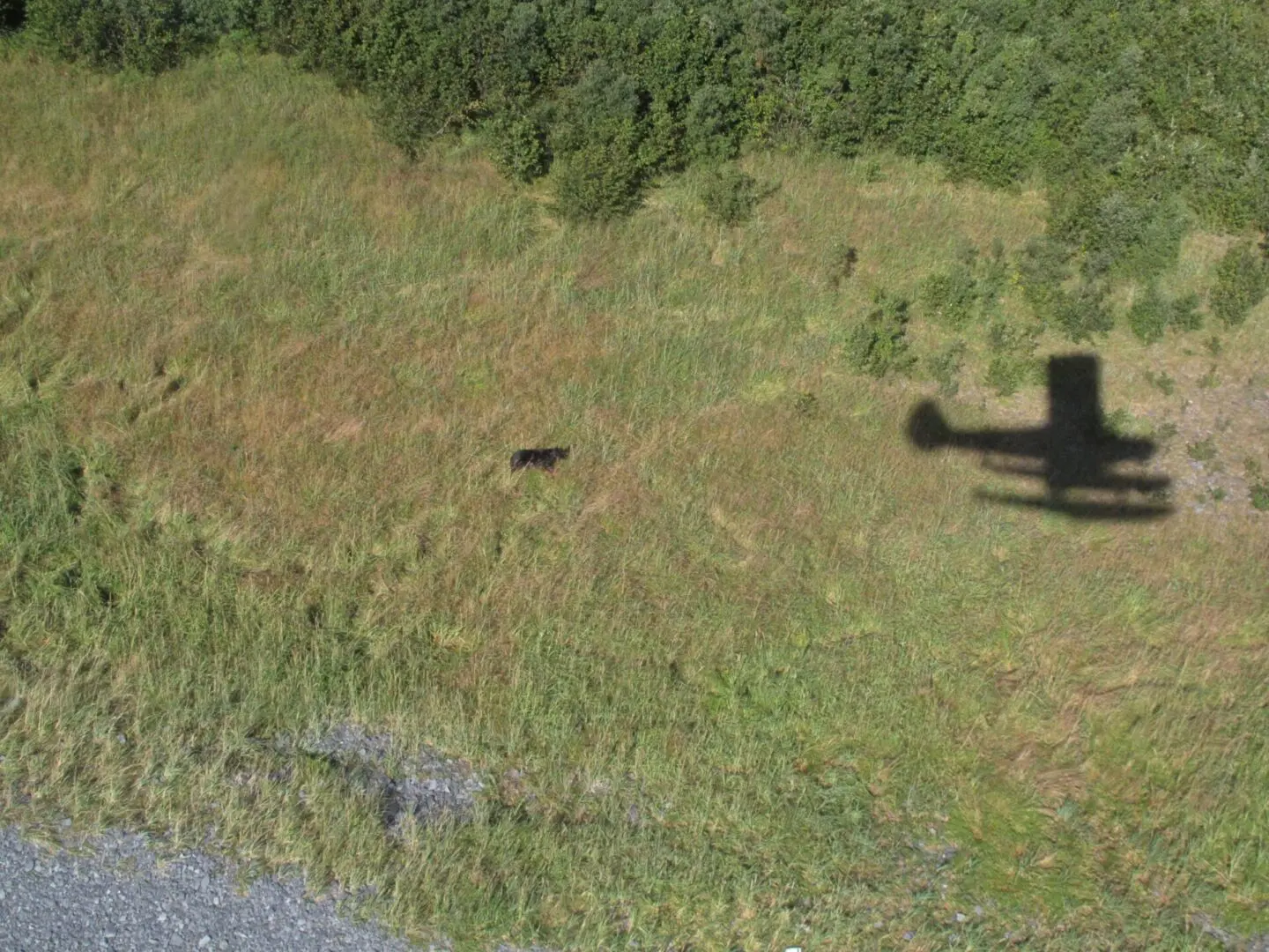 The shadow of an airplane on a grassy field.