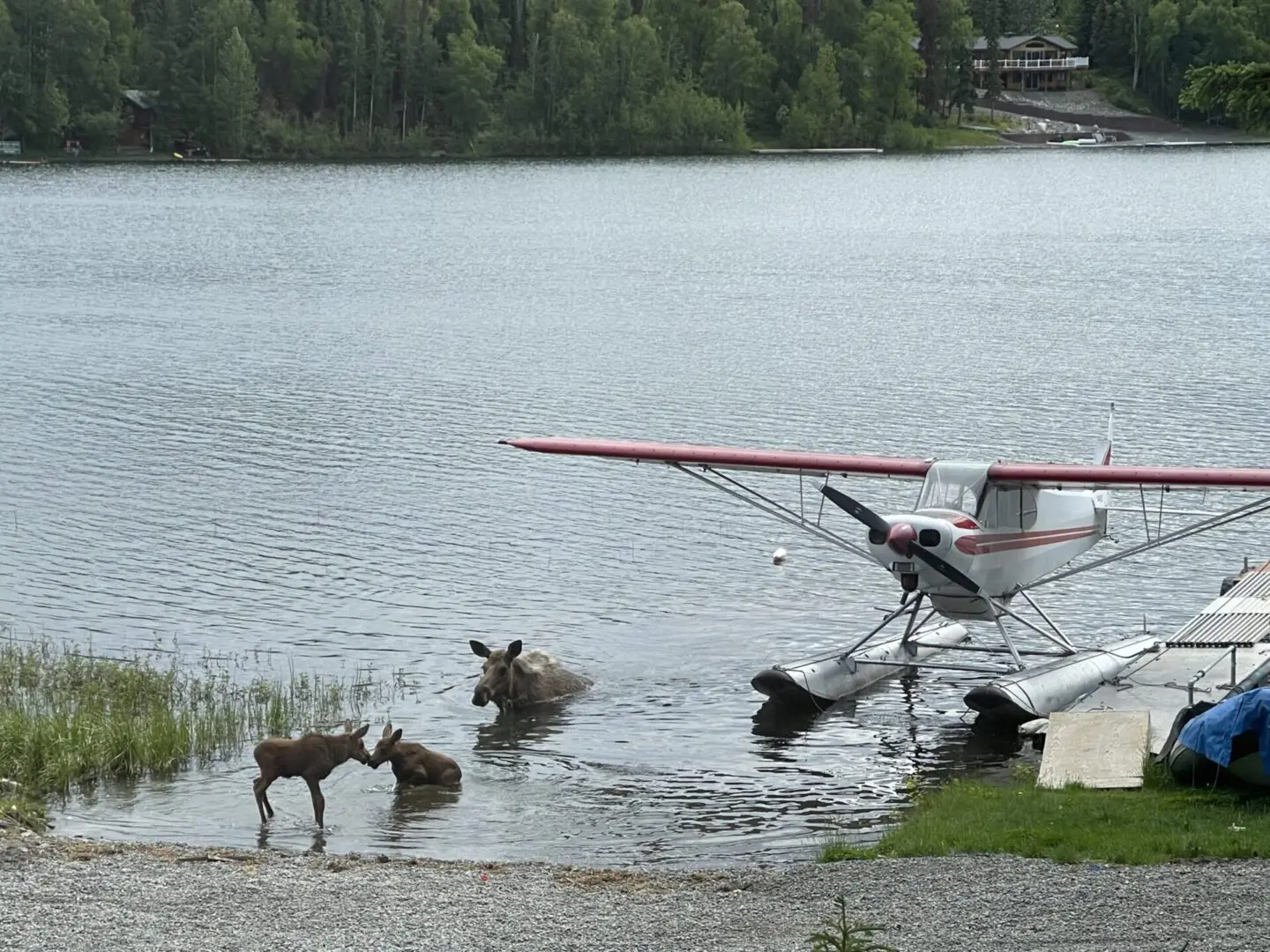 Moose in the water near a small plane.